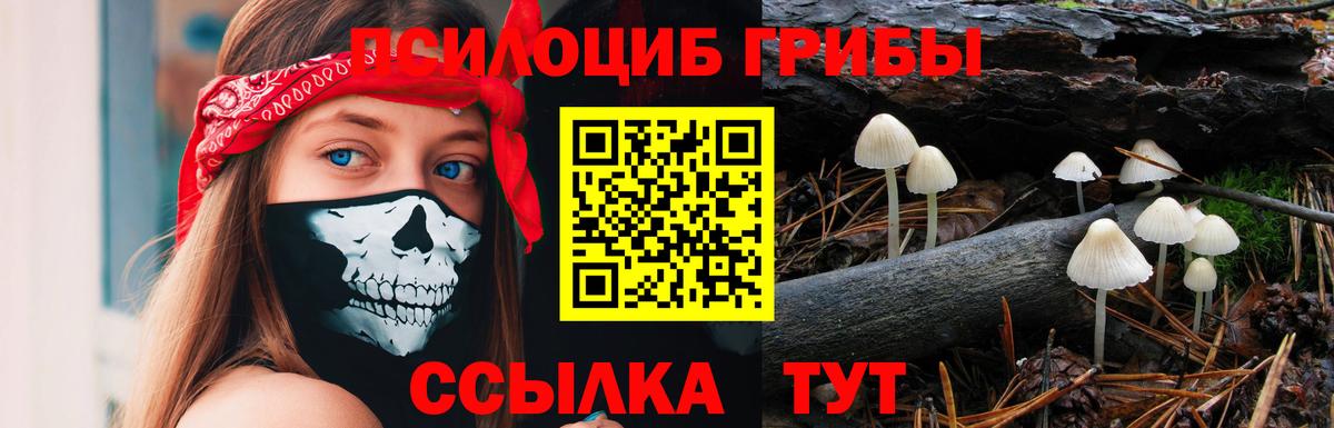 Псилоцибиновые грибы Psilocybine cubensis  где найти наркотики  Вход с VPN  Шатура  Псилоцибиновые грибы ЛСД 